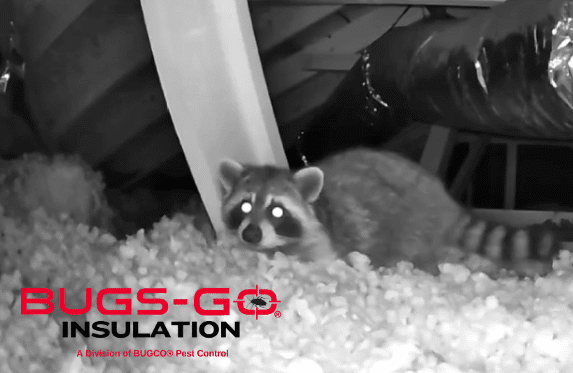attic insulation insurance